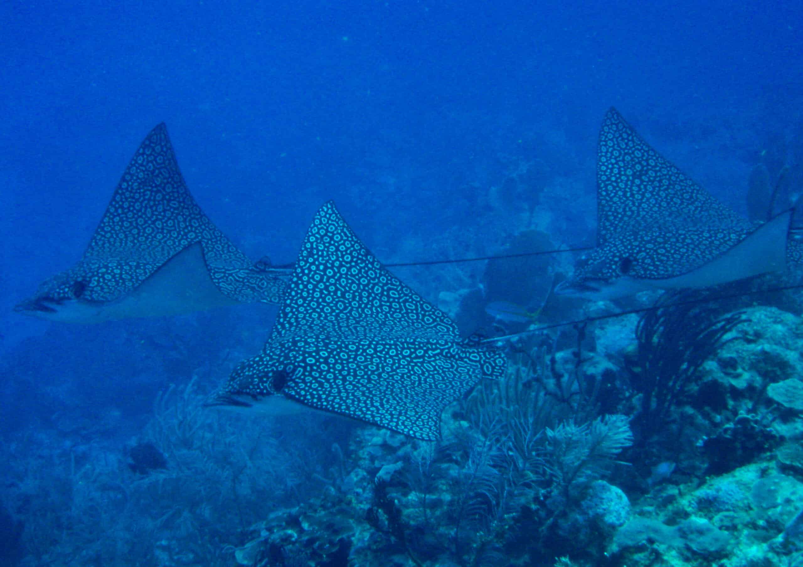 Spotted eagle rays belize