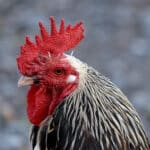 Junglefowl
