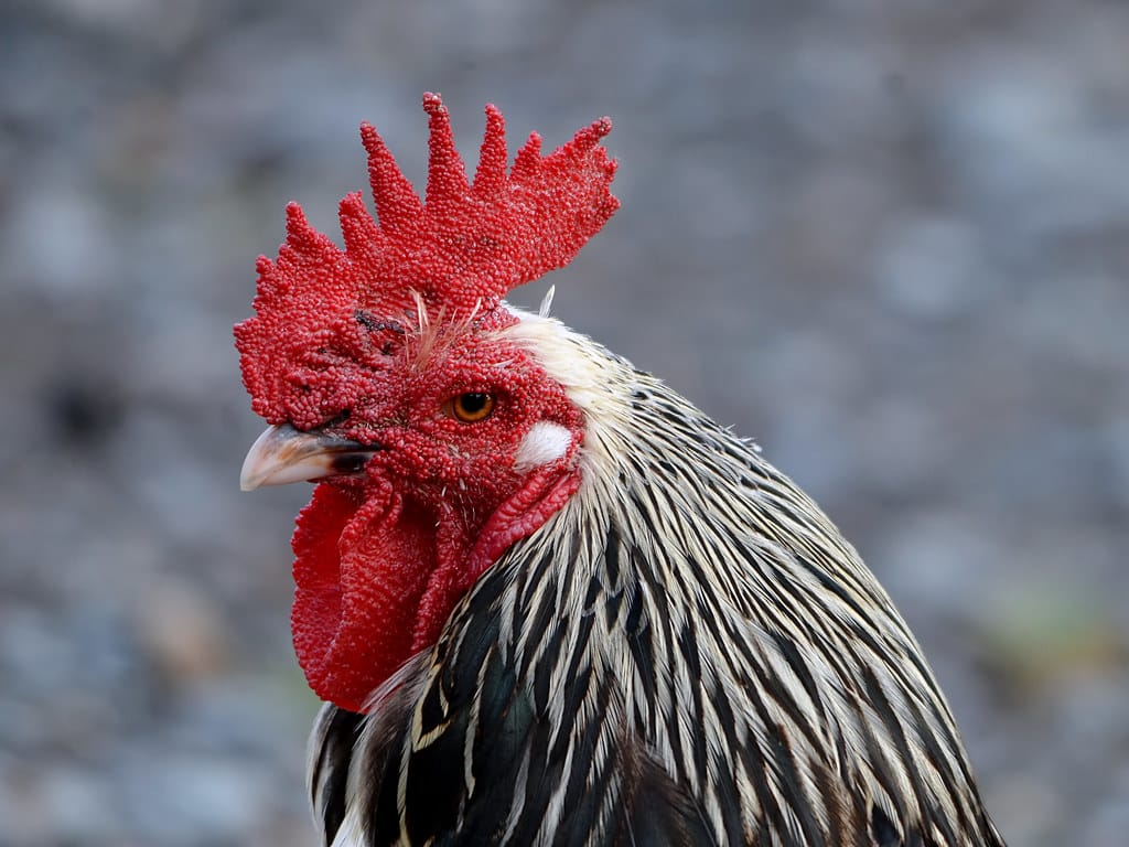 Junglefowl