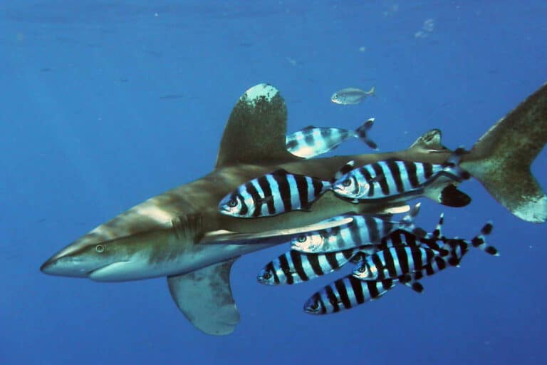 Carcharhinus longimanus 1 Carcharhinus longimanus 1