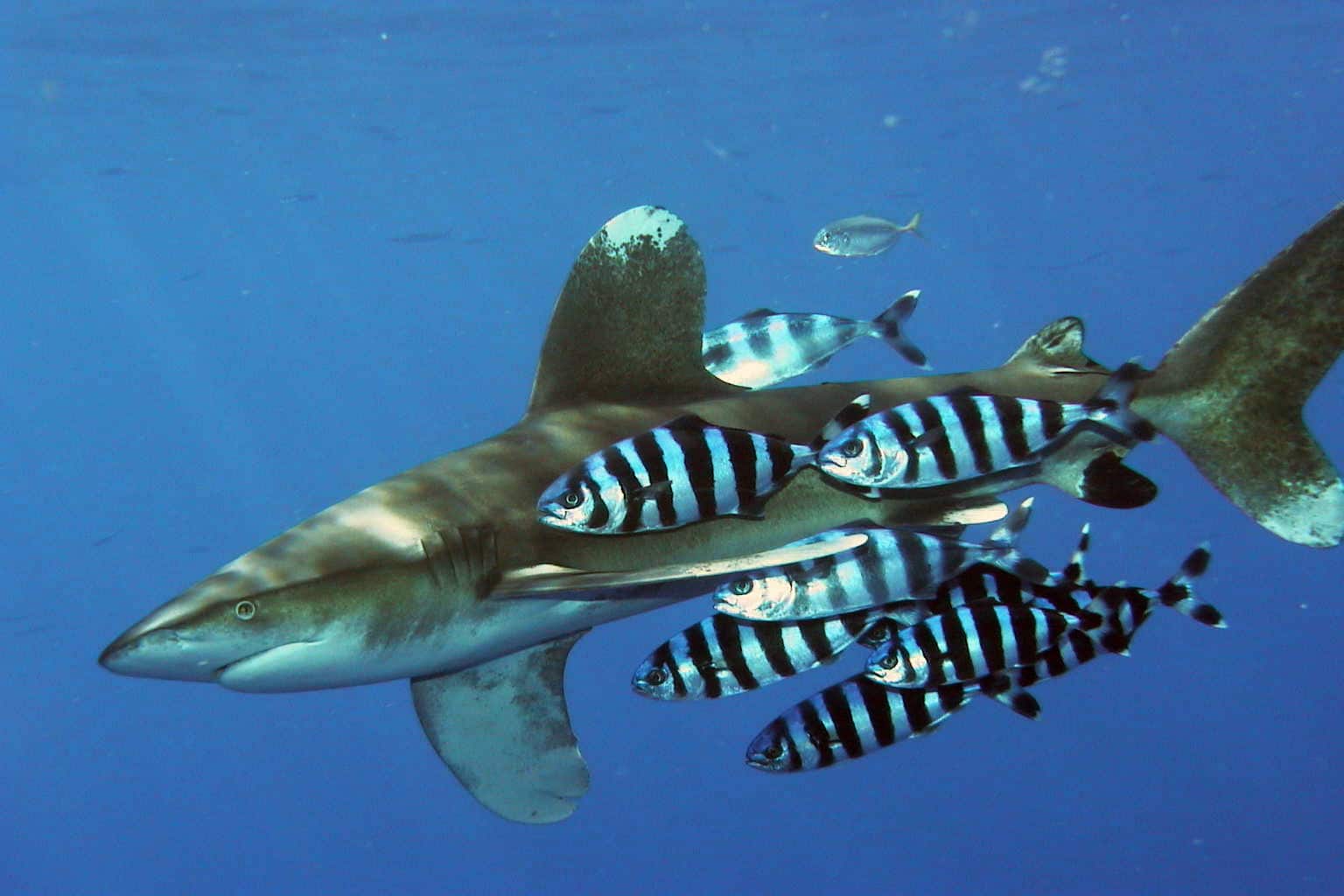 Carcharhinus longimanus 1 Carcharhinus longimanus 1