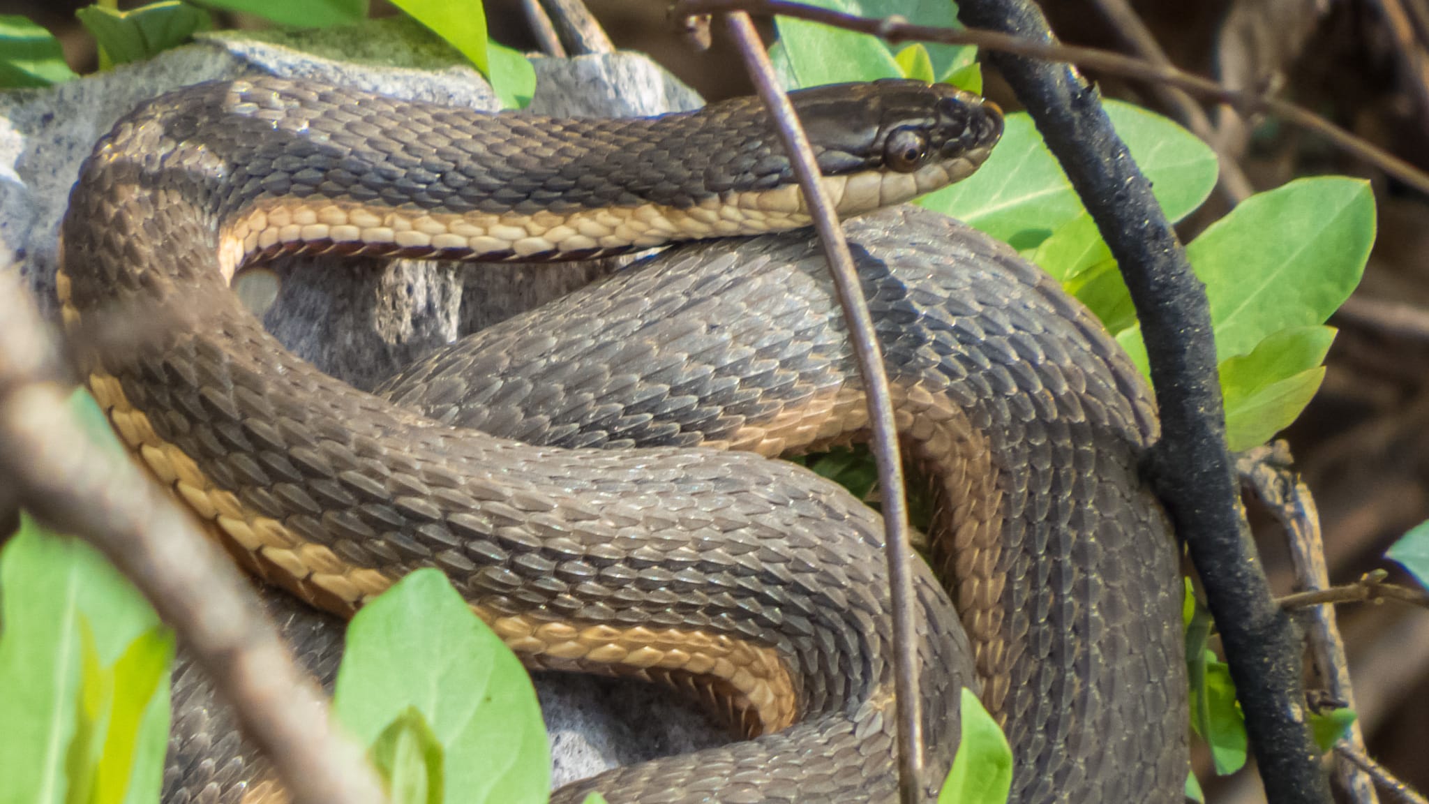 Queen Snake