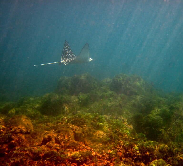 Spotted Eagle Ray