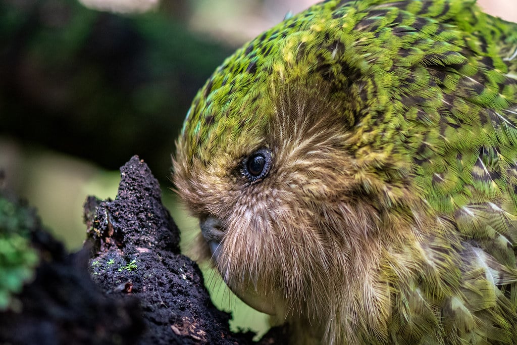 ‘Rangi’ Strigops habroptilus (Kākāpō)