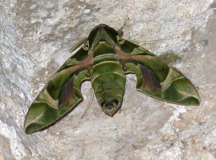 Daphnis nerii 01