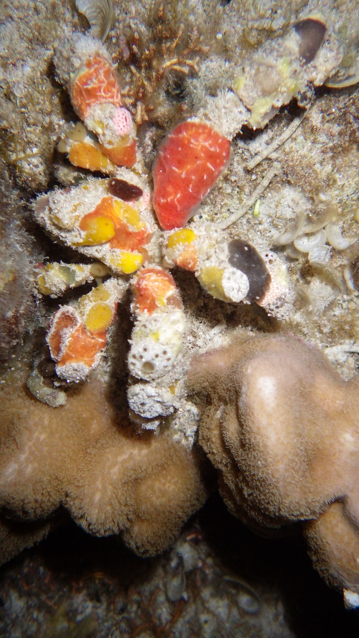Camposcia retusa 100388368
