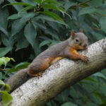 Japanese Squirrel