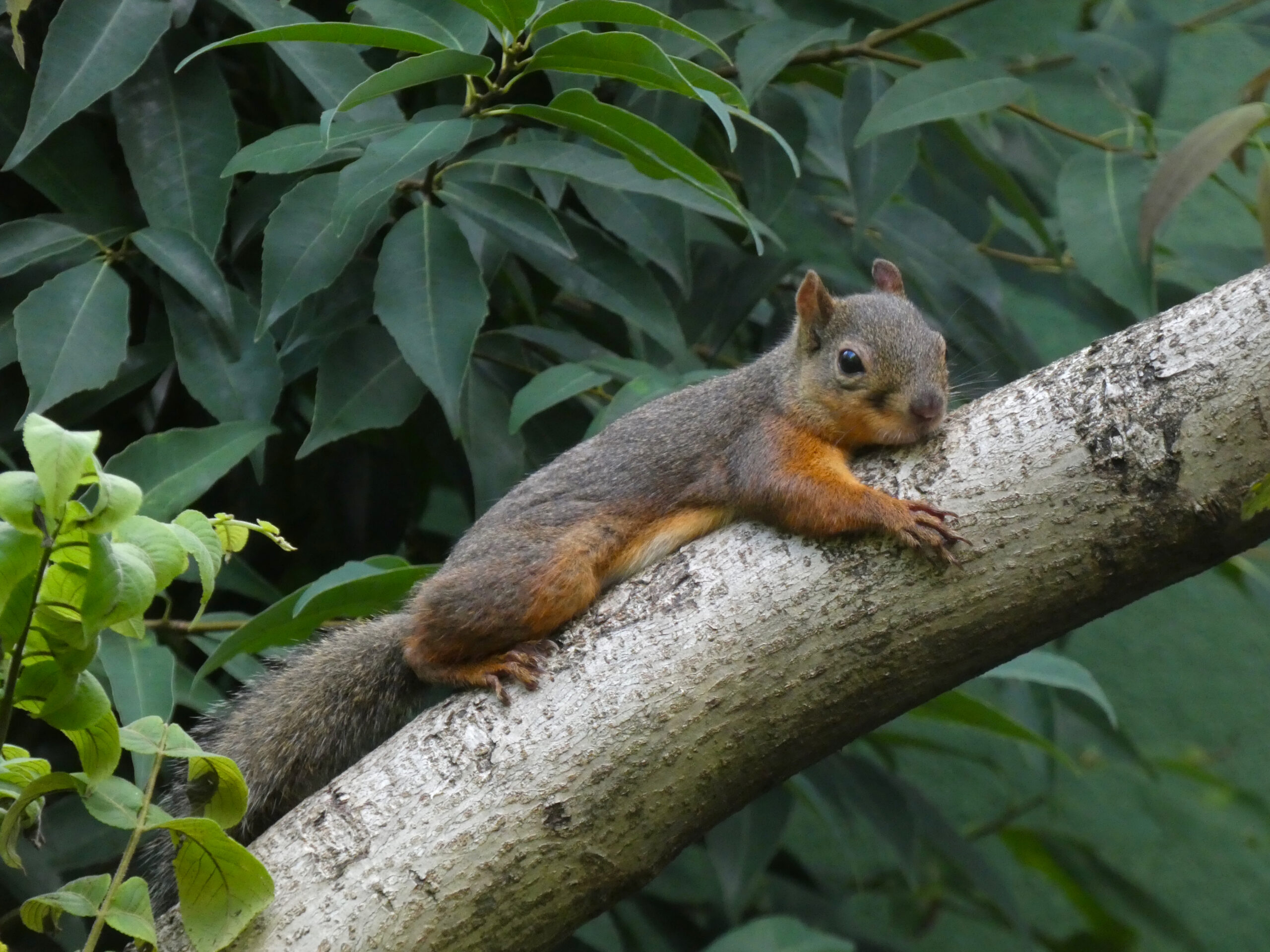 Japanese Squirrel