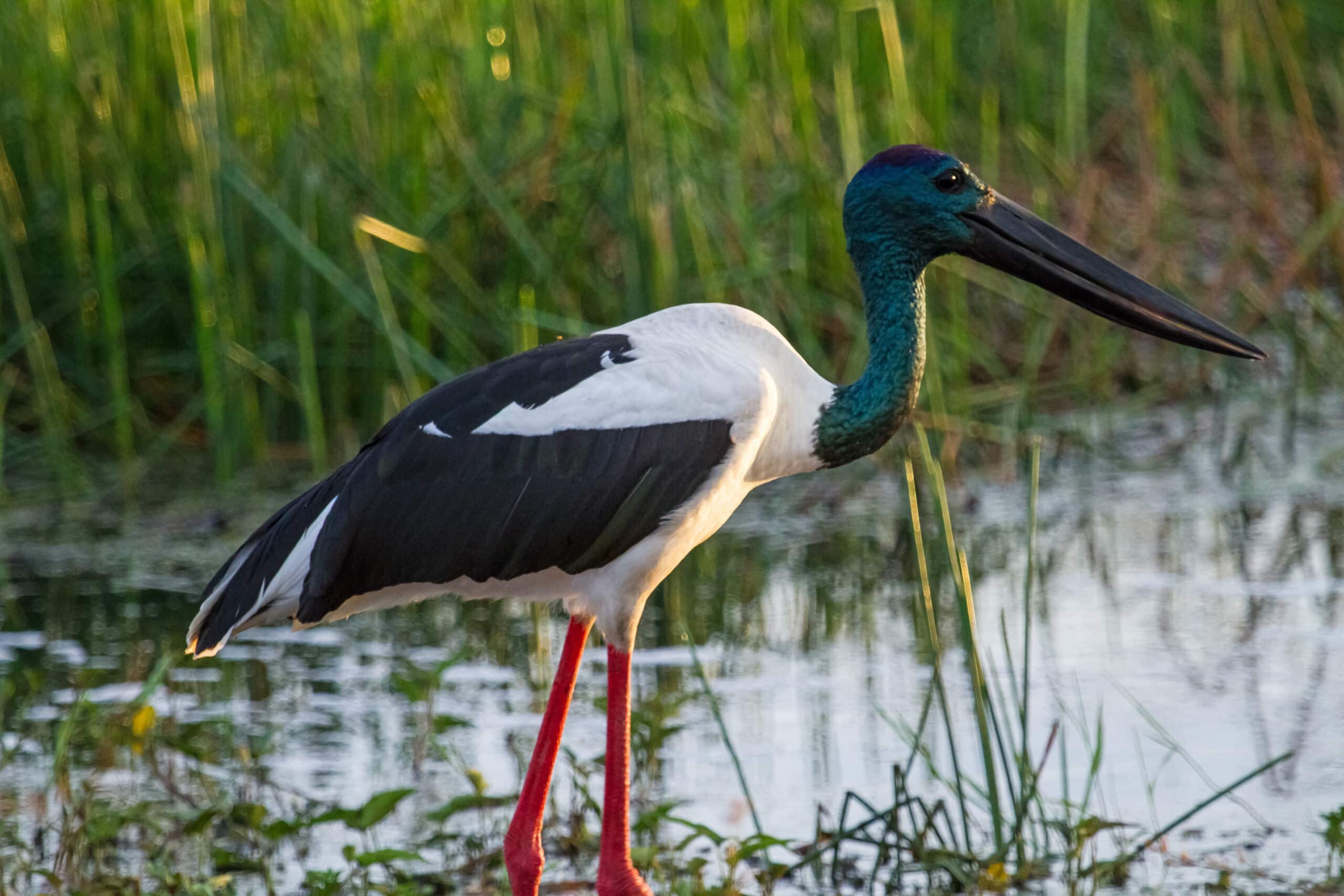 Black necked stork (Jabiru) – Fogg Dam – Northern Territory – Australia