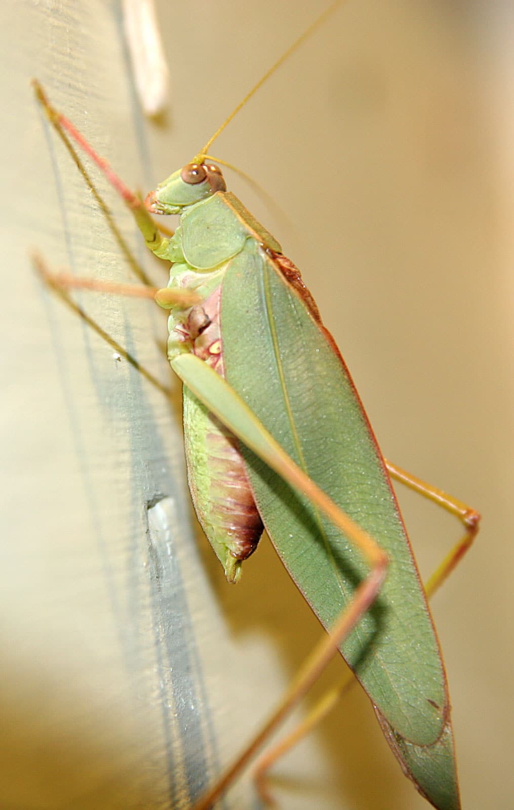 Katydid Katydid
