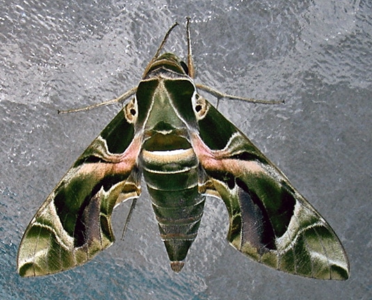 Daphnis nerii
