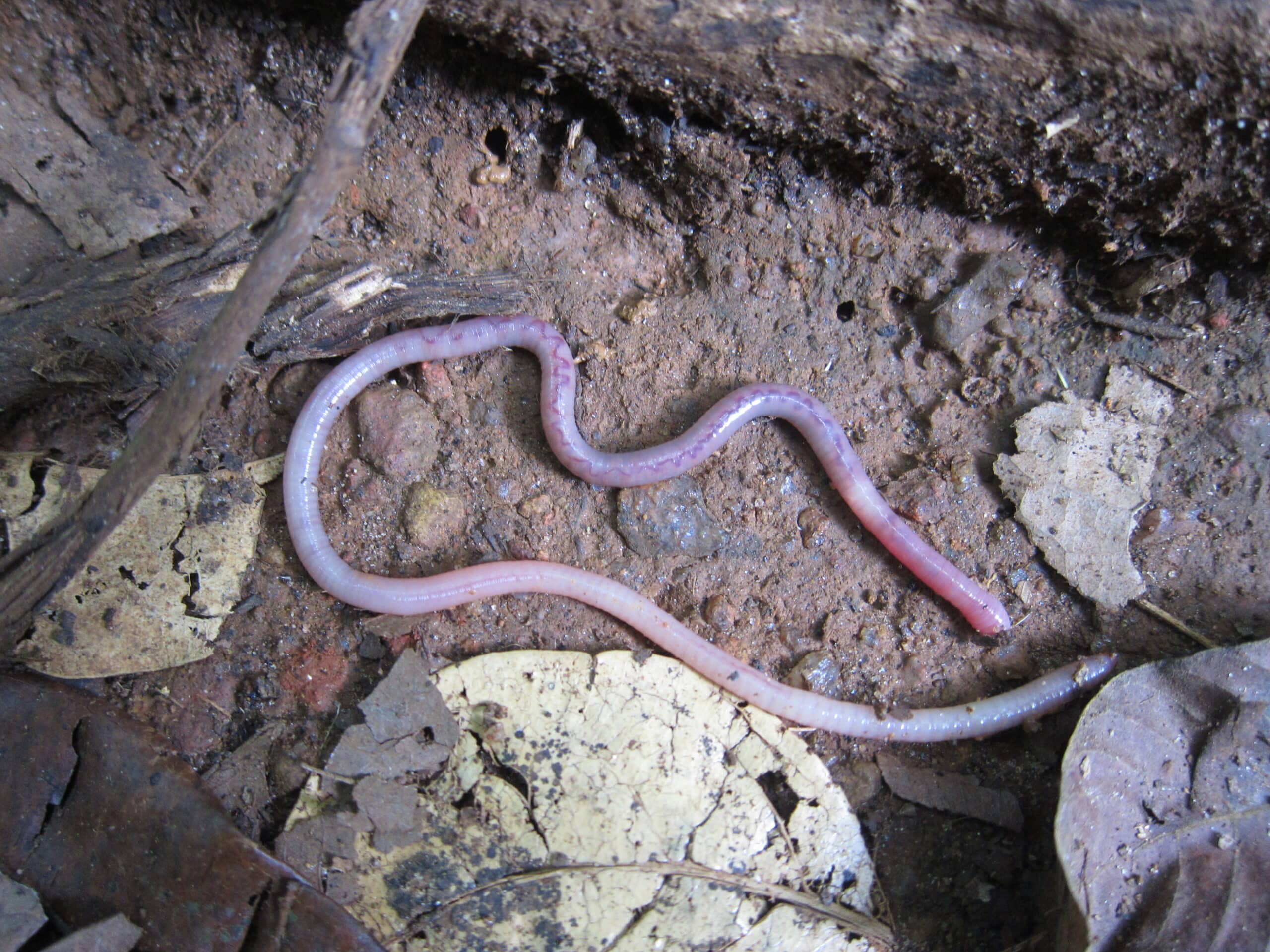 Earthworm മണ്ണിര