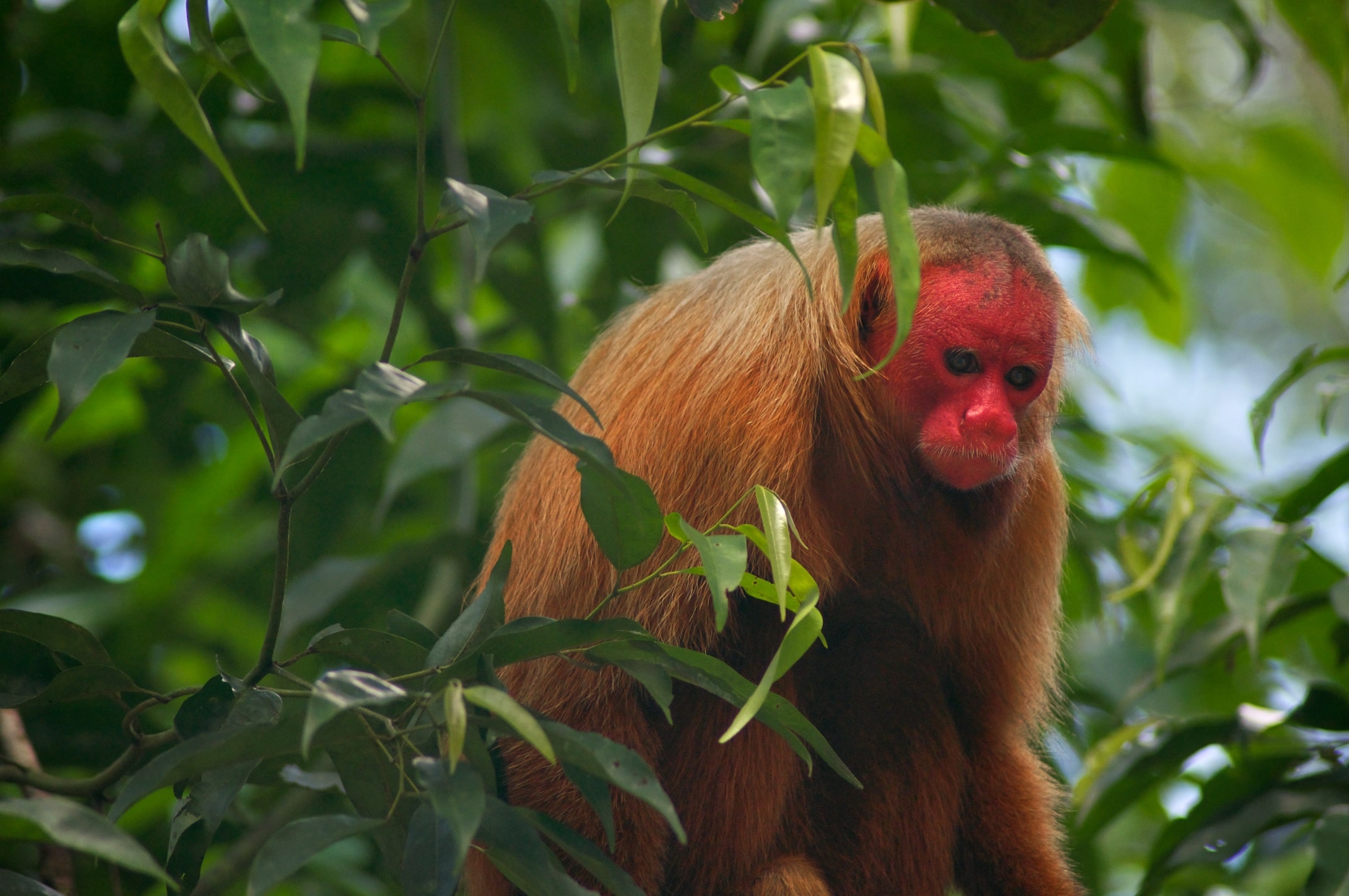 Uakari