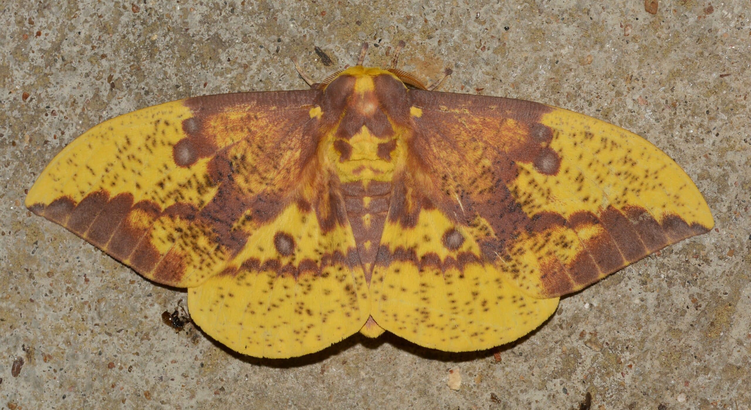 – 7704 – Eacles imperialis – Imperial Moth (48128109966)