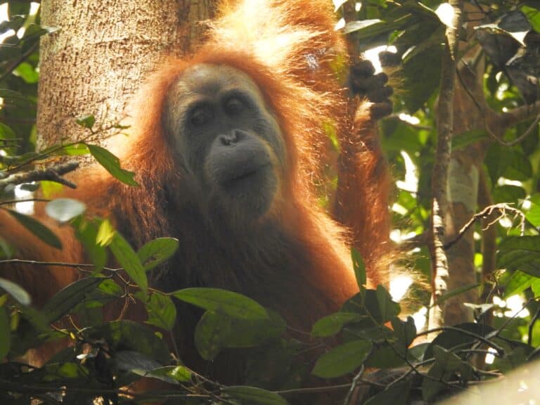 The Gorgeous Orangutan Tapanuli 01 Tapanuli Orangutan