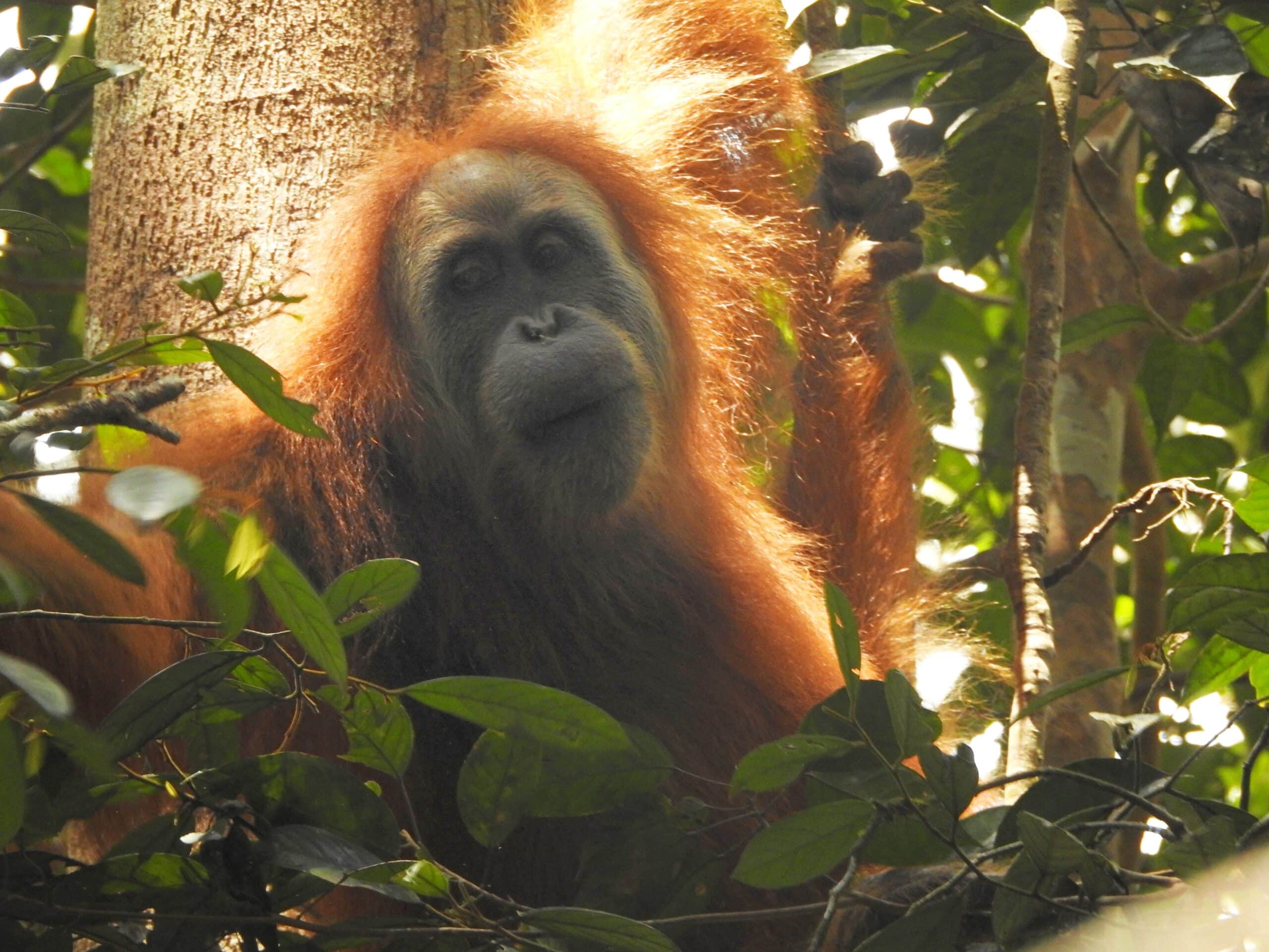 The Gorgeous Orangutan Tapanuli 01  Tapanuli Orangutan