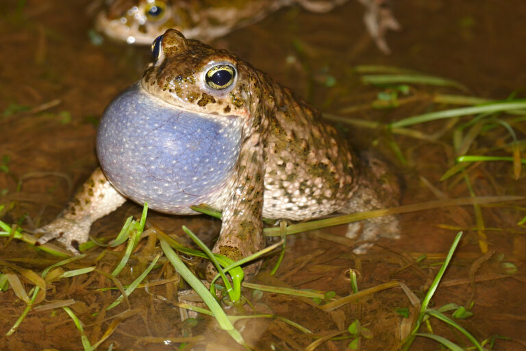 File:Natterjack Toad (Epidalea calamita) male calling (16184496963).jpg Natterjack