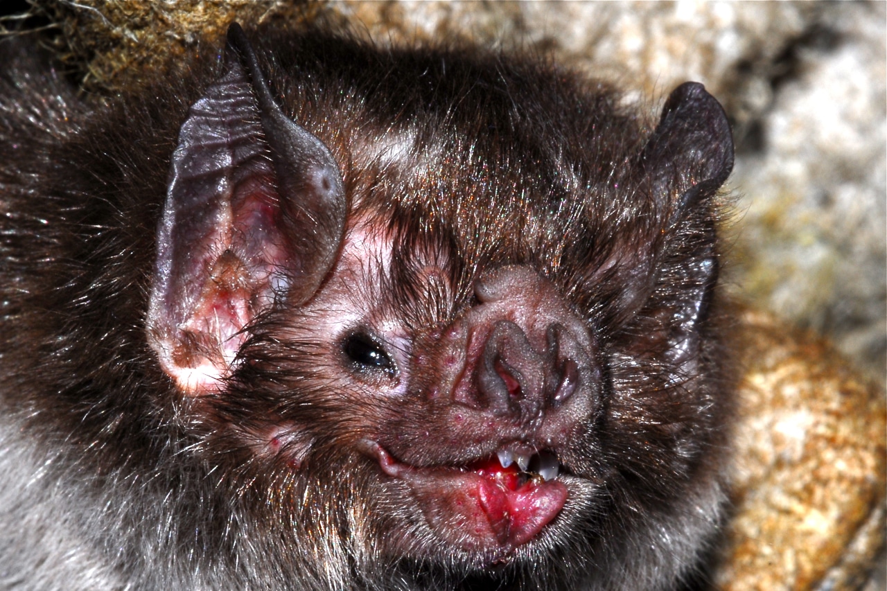 Desmodusrotundus