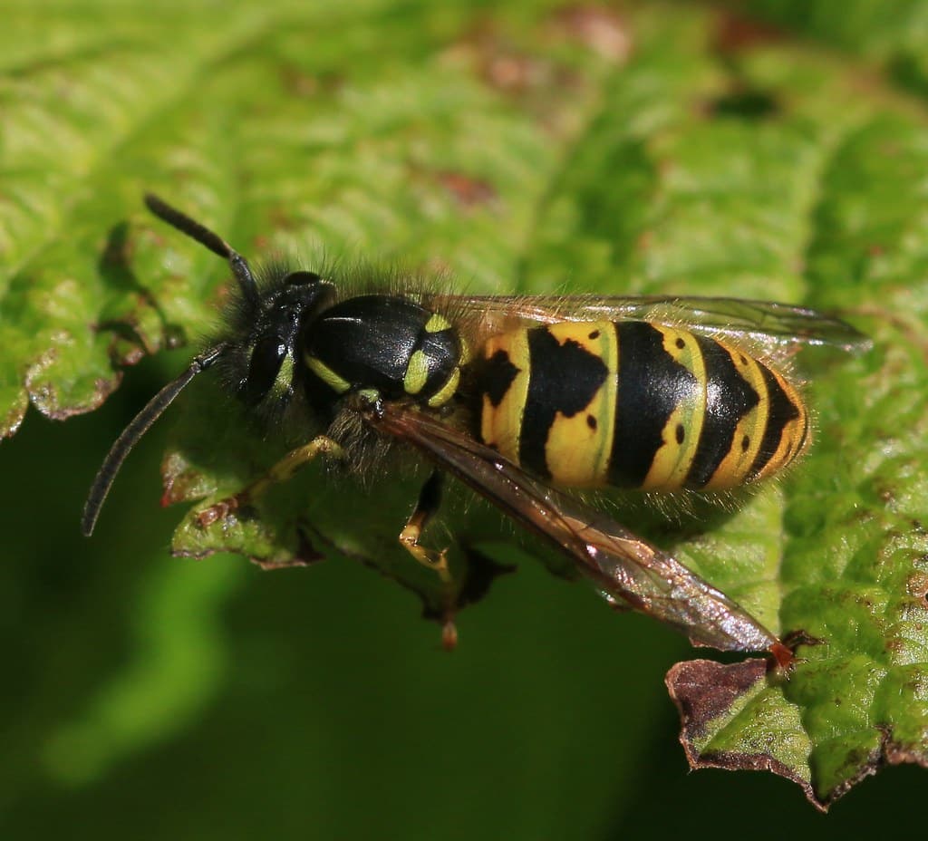 Vespula vulgaris (Common Wasp)