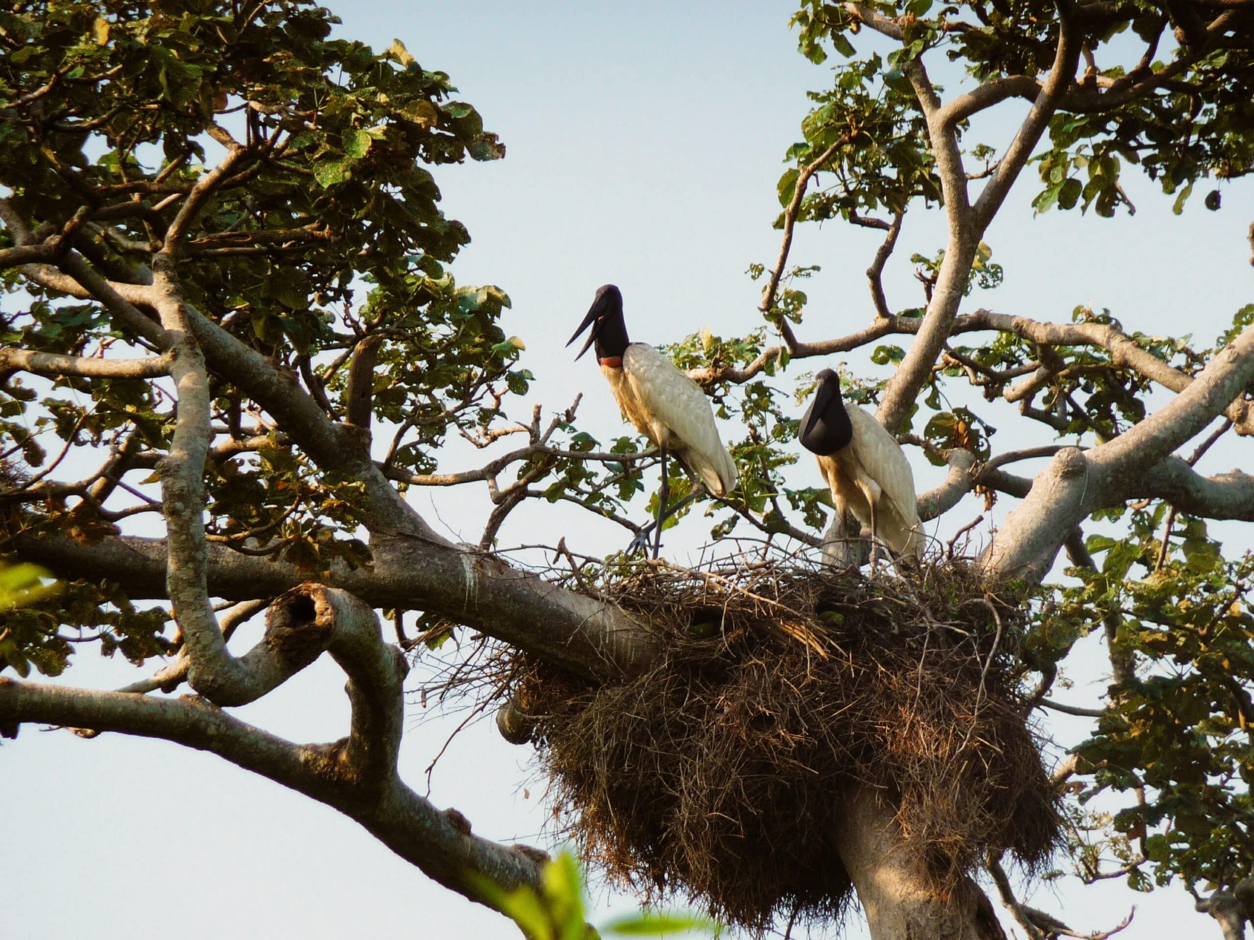 Tuiuiu ou Jabiru (Jabiru mycteria)