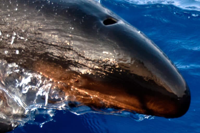 The False Killer Whale (Pseudorca crassidens) (http-www.bluekaymahahual.com) – panoramio (2) The False Killer Whale (Pseudorca crassidens) (http-www.bluekaymahahual.com) – panoramio (2)