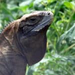 Jamaican Iguana