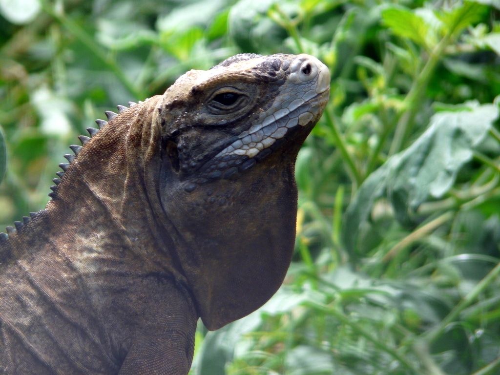 Jamaican Iguana