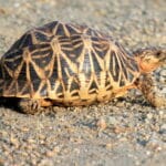 Indian Star Tortoise