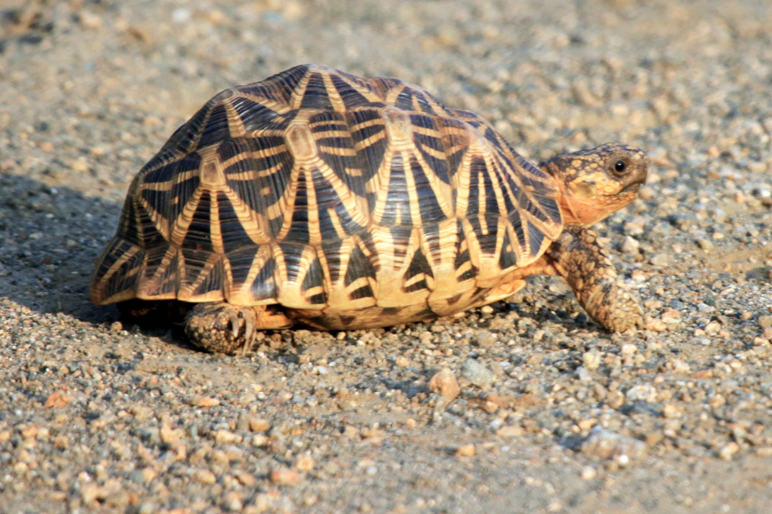 Indian Star Tortoise