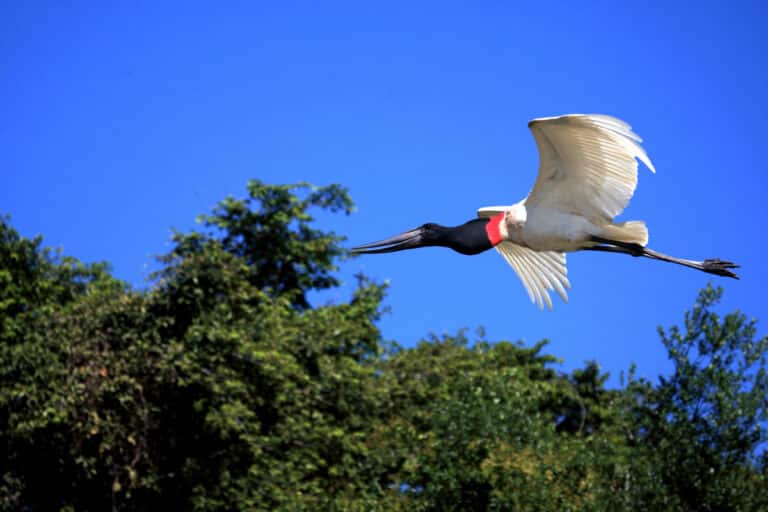 Pantanal jabiru JF1