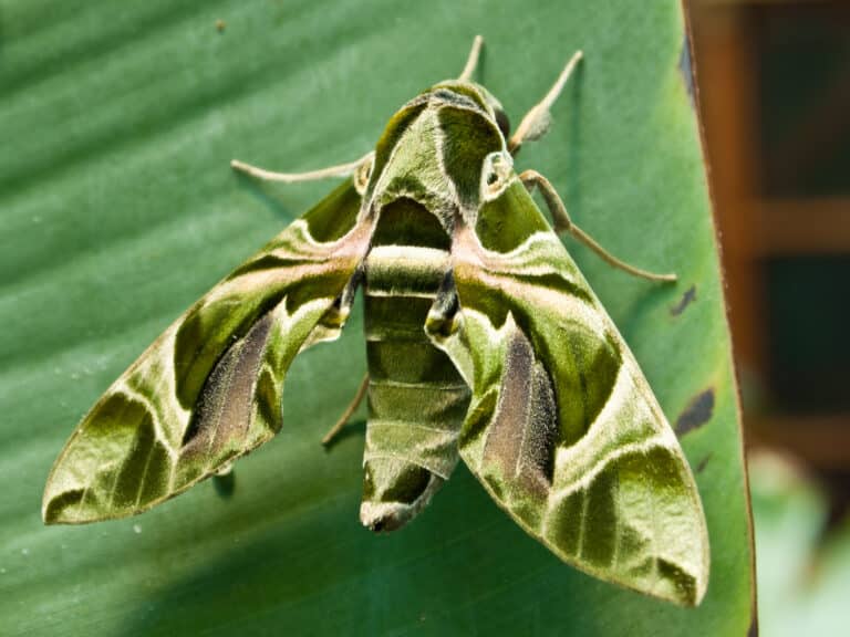 File:Oleanderschwärmer (Daphnis nerii).jpg Oleander Hawk Moth