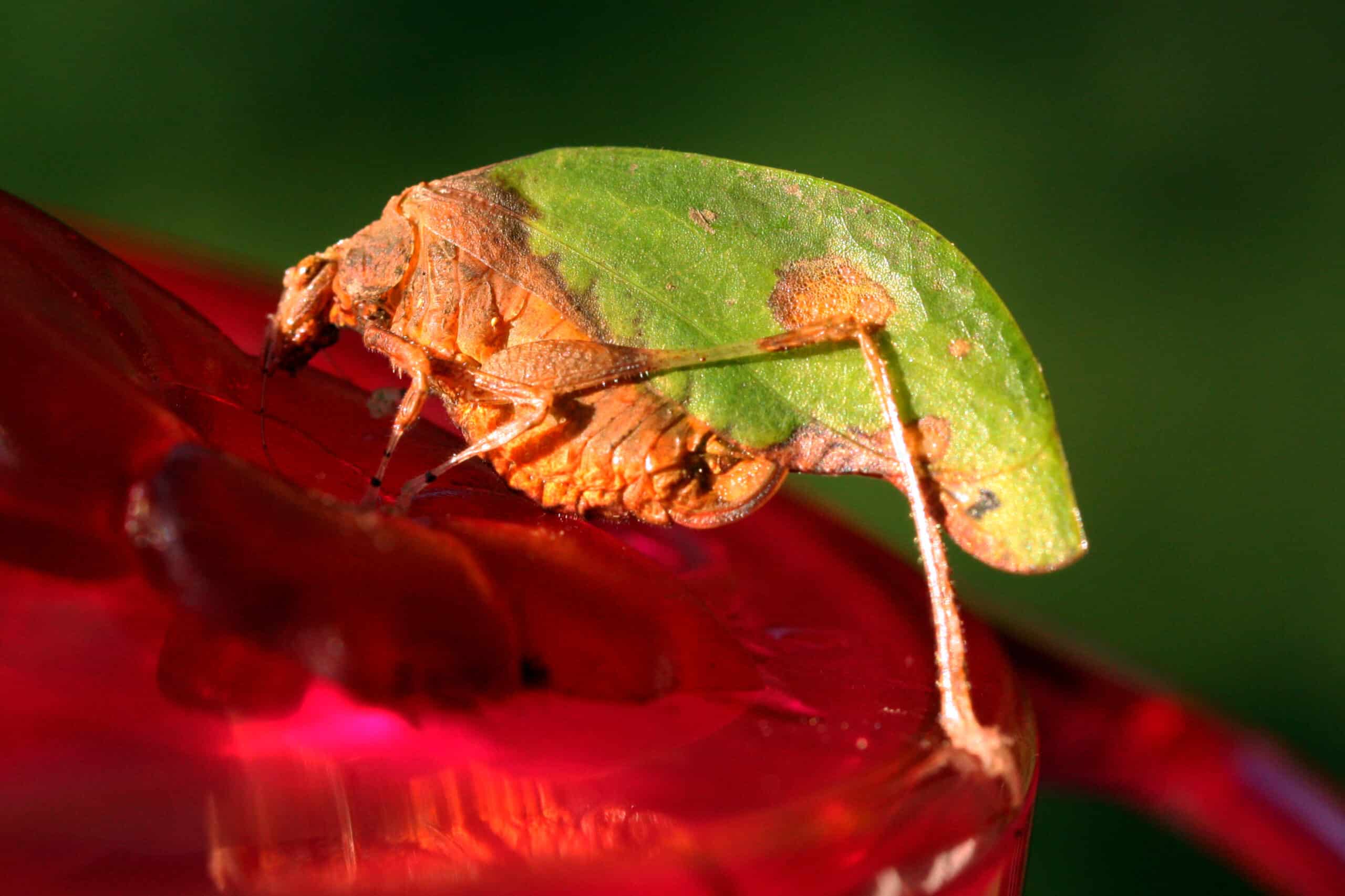 Leaf-mimic katydid (Pycnopalpa bicordata) Leaf-mimic katydid (Pycnopalpa bicordata)