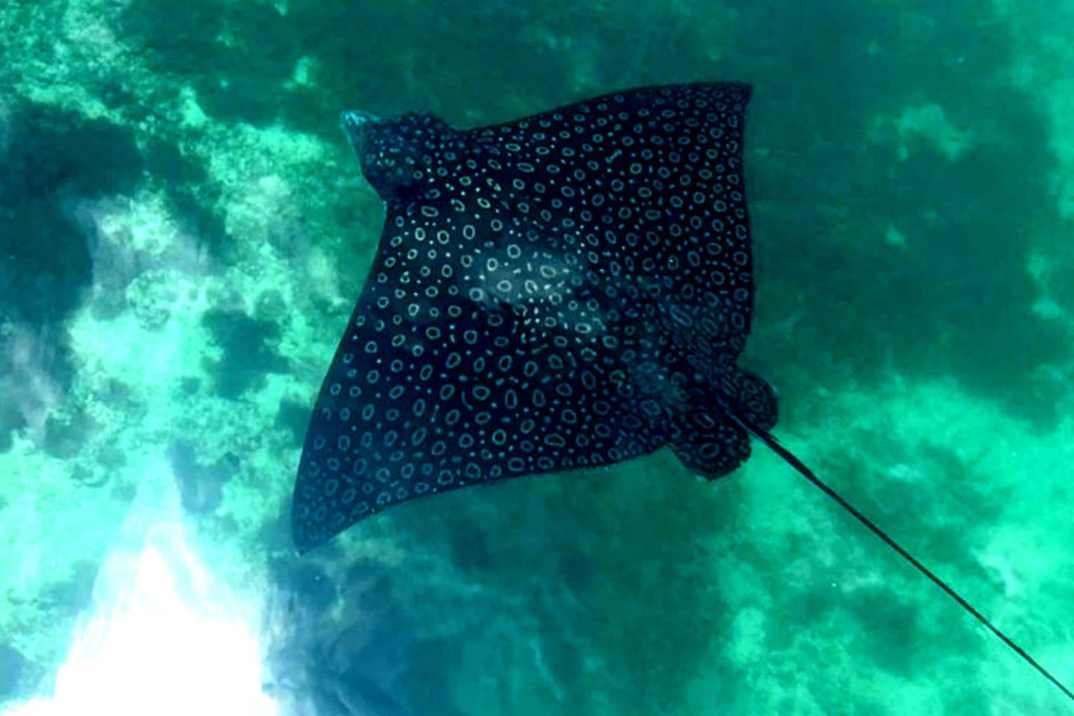 Spotted Eagle Ray in Puerto Aventuras Marina
