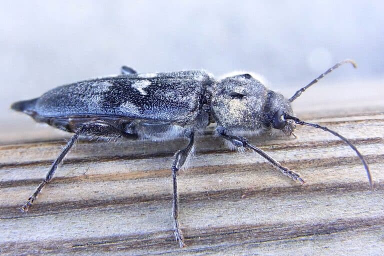 Hylotrupes bajulus side2