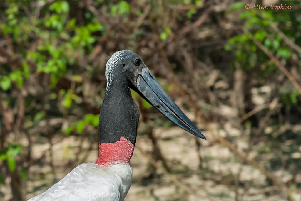 Jabiru (Jabiru mycteria)