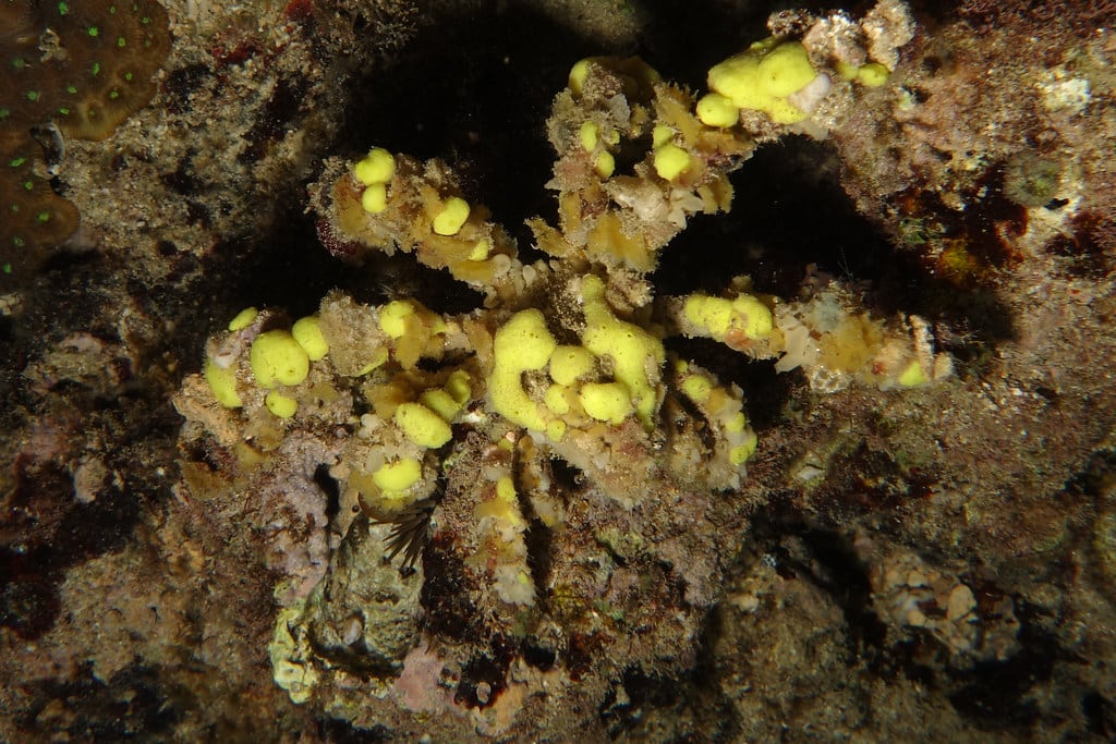 Decorator Crab, Camposcia retusa (Latreille, 1829)