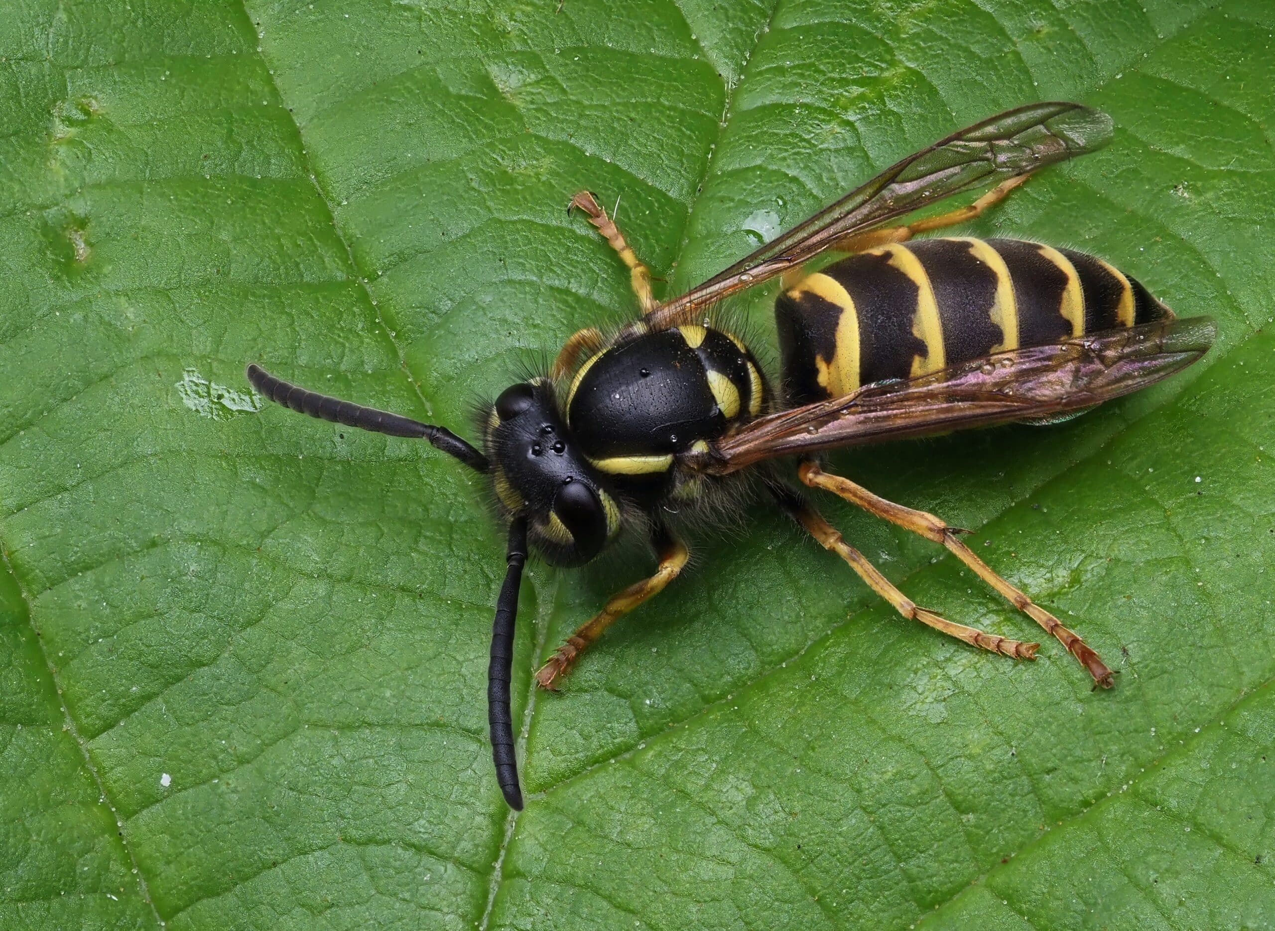 Guêpe commune (Vespula vulgaris) ♀, Parc de Woluwe, Bruxelles (52272964040)