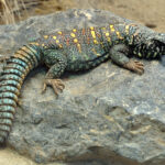 Uromastyx (Spiny-Tailed Lizard)