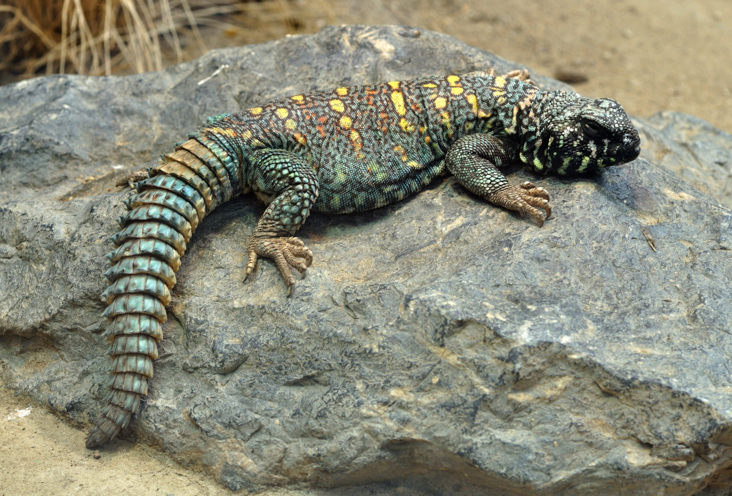 Uromastyx (Spiny-Tailed Lizard)