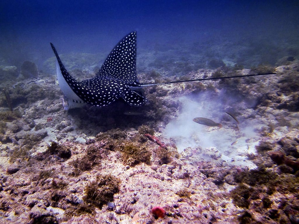 Spotted Eagle Ray Drive-Thru
