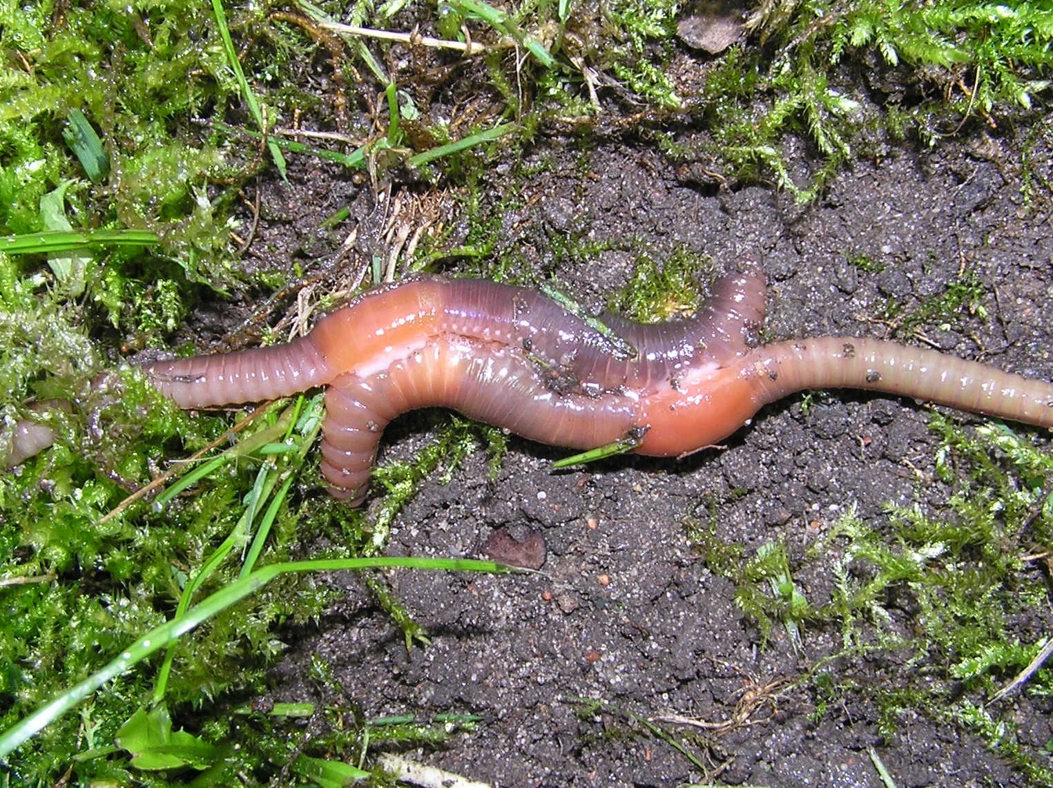 Earthworm klitellum copulation beentree