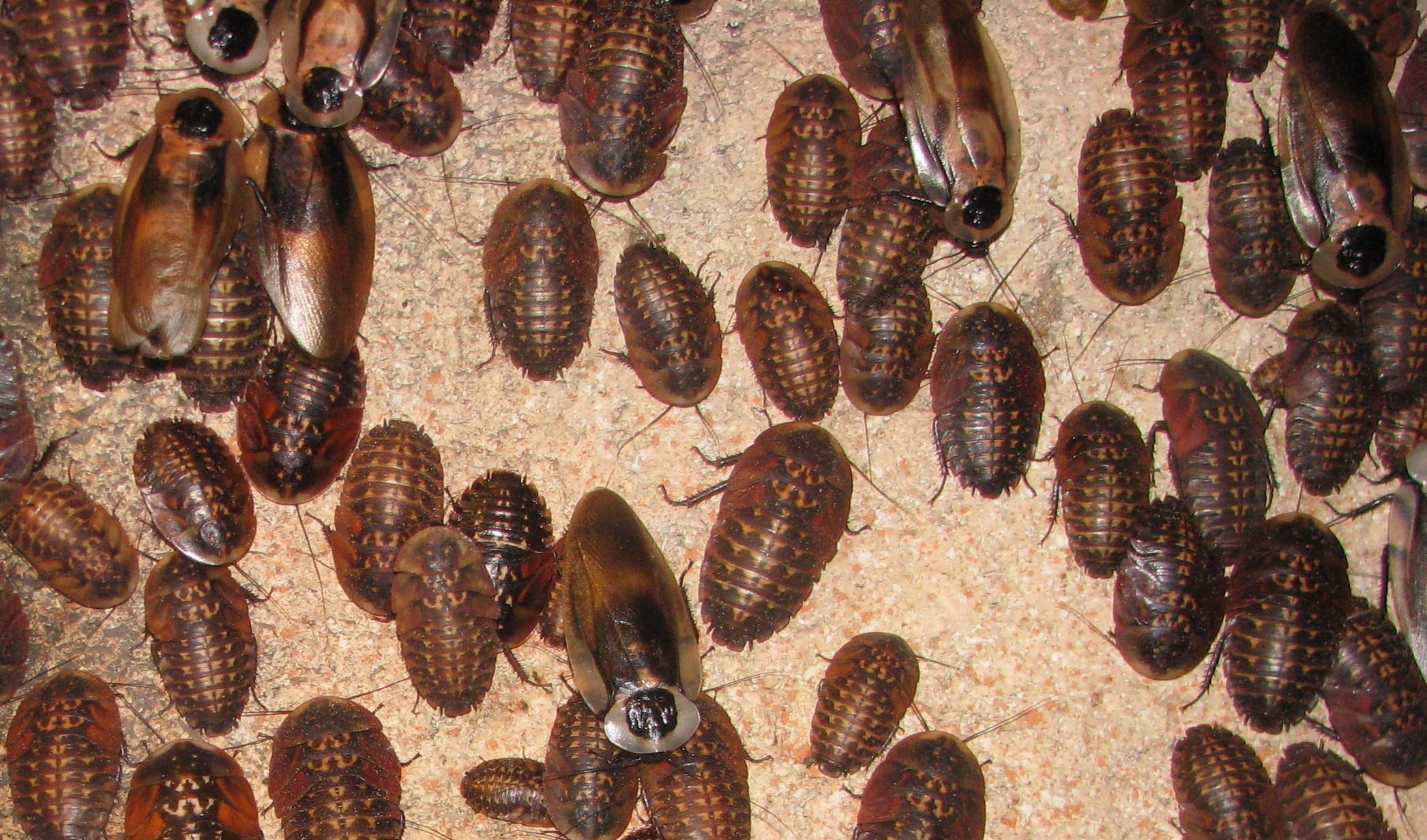 File:Blaberus craniifer – adult and subadult.jpg File:Blaberus craniifer – adult and subadult.jpg