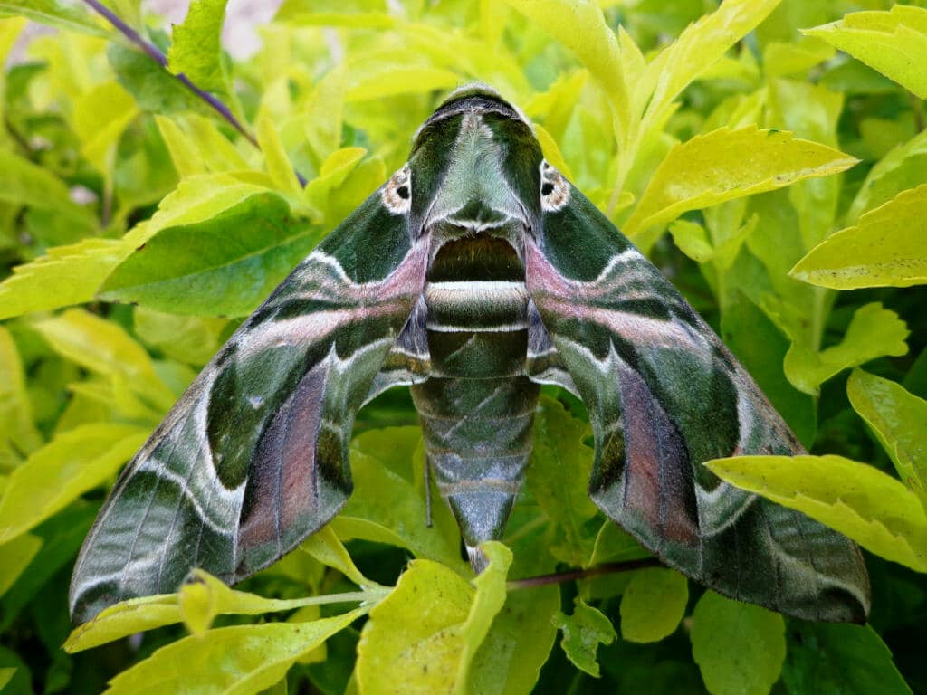 Daphnis nerii