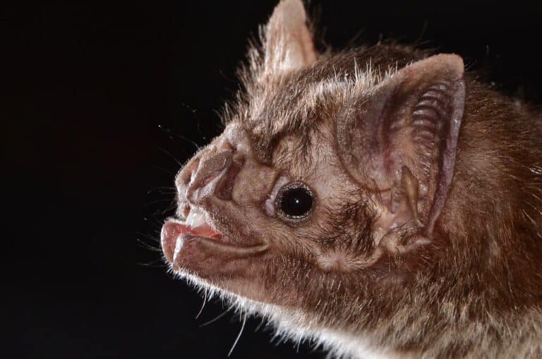 Desmodus rotundus Vampire Bat