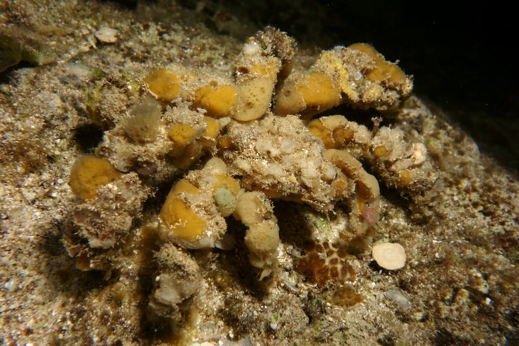Decorator Crab, Camposcia retusa (Latreille, 1829)
