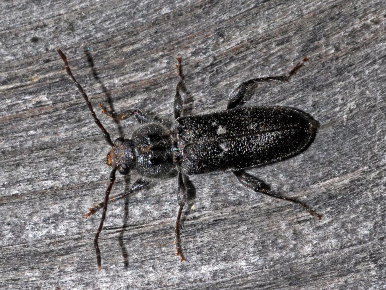 Cerambycidae – Hylotrupes bajulus (male) Old House Borer