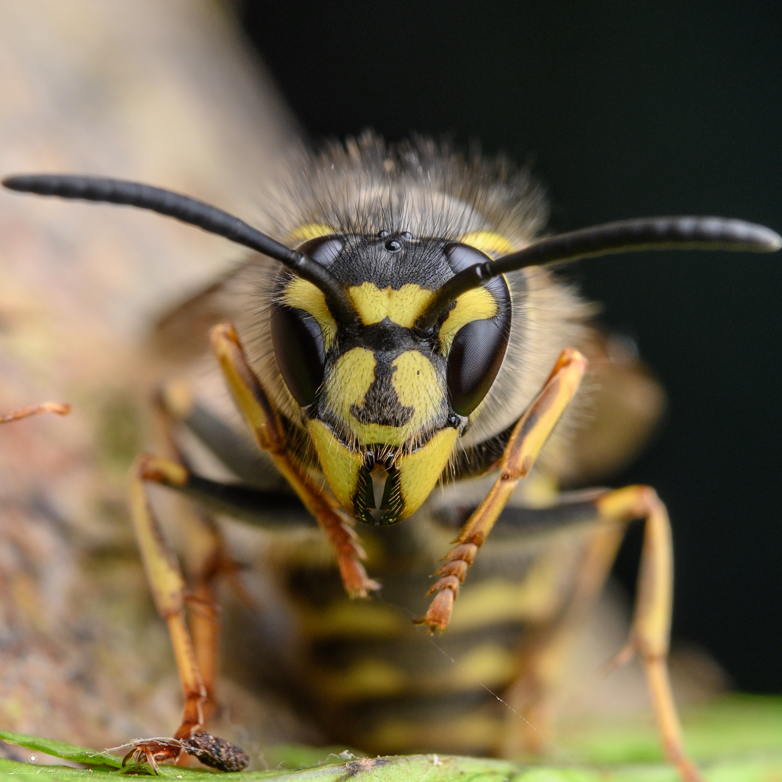 Vespula vulgaris queen