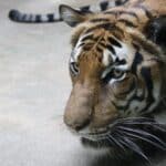 Indochinese Tiger
