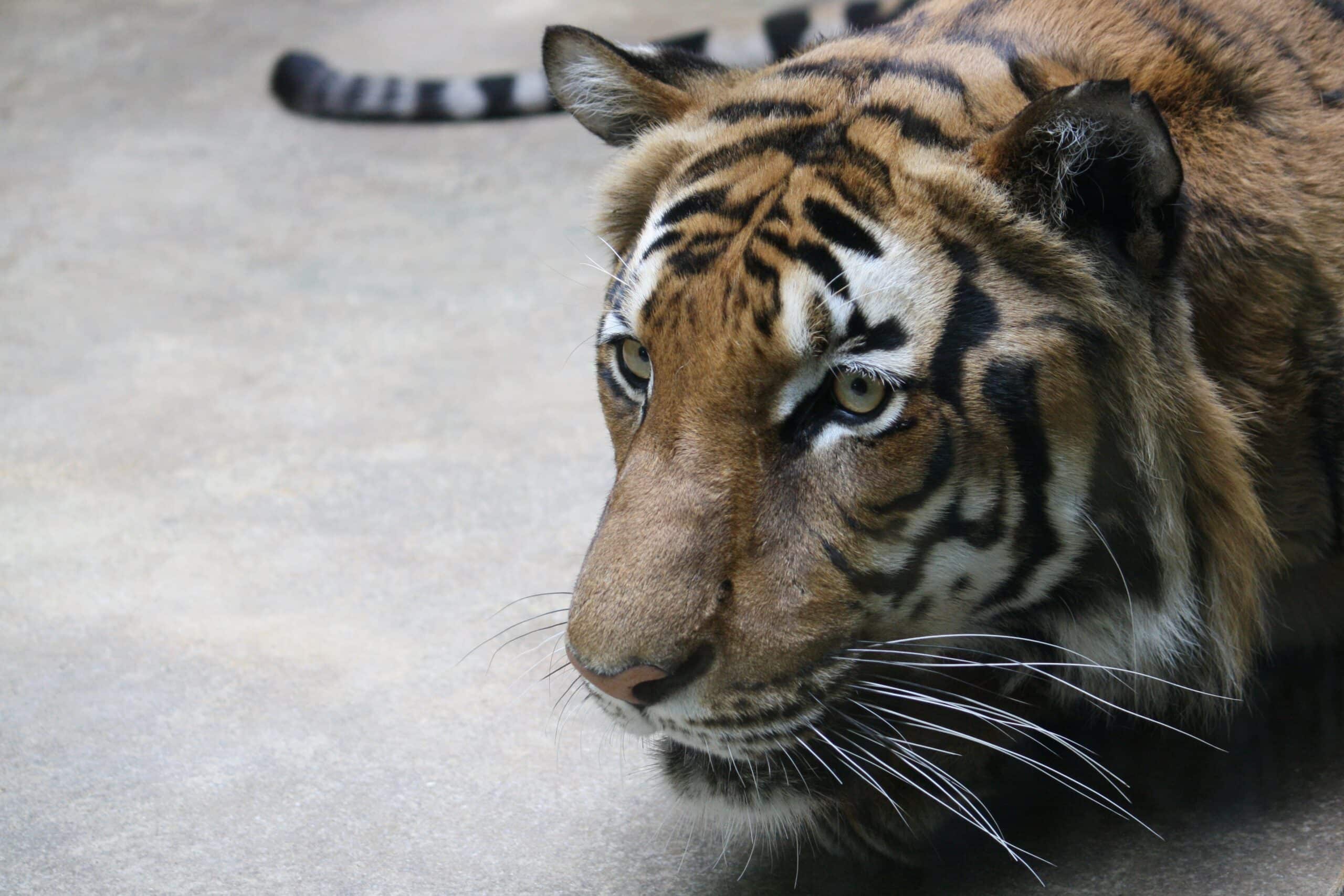 Indochinese Tiger