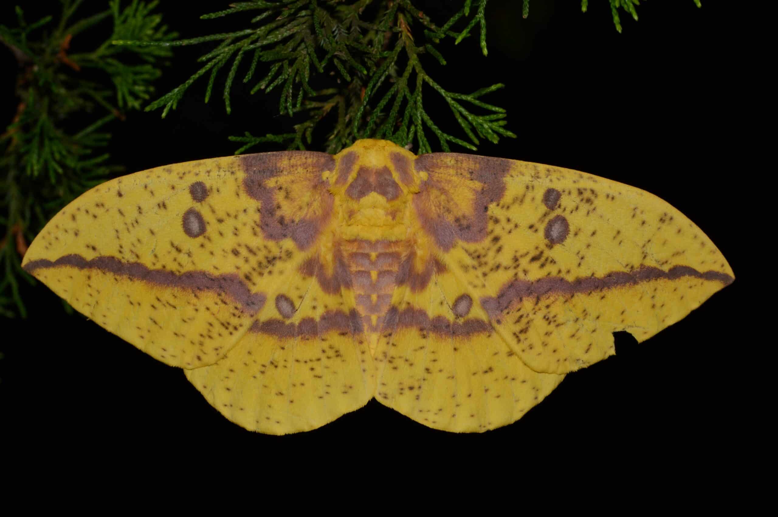 File:- 7704 – Eacles imperialis – Imperial Moth (28402116110).jpg